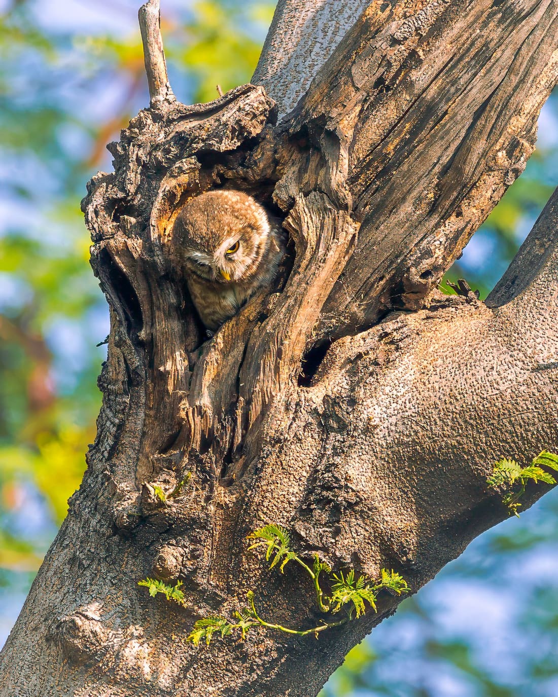 A spotted owlet peers out from a hollow in the bark, almost the same colour as the tree