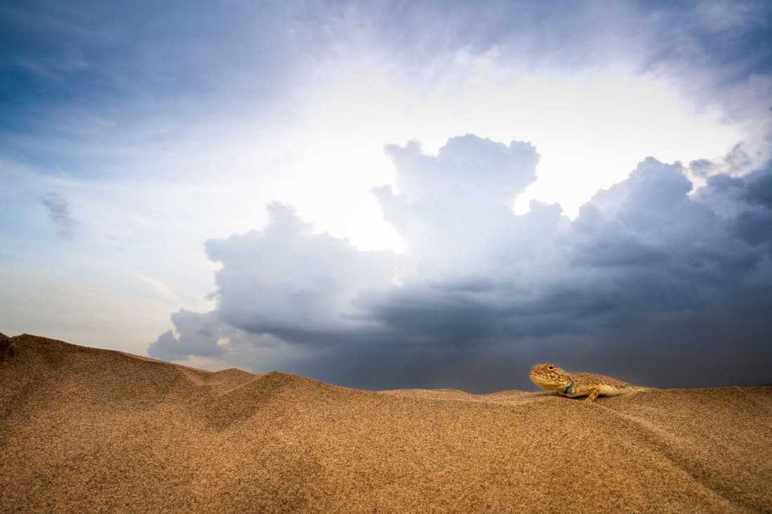 A toad-headed agama sits on the dune crest under a towering monsoon cloud