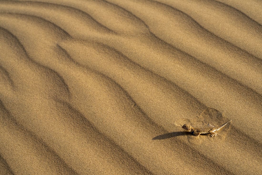 A toad-headed agama on rippled sand dunes, the Thar Desert
