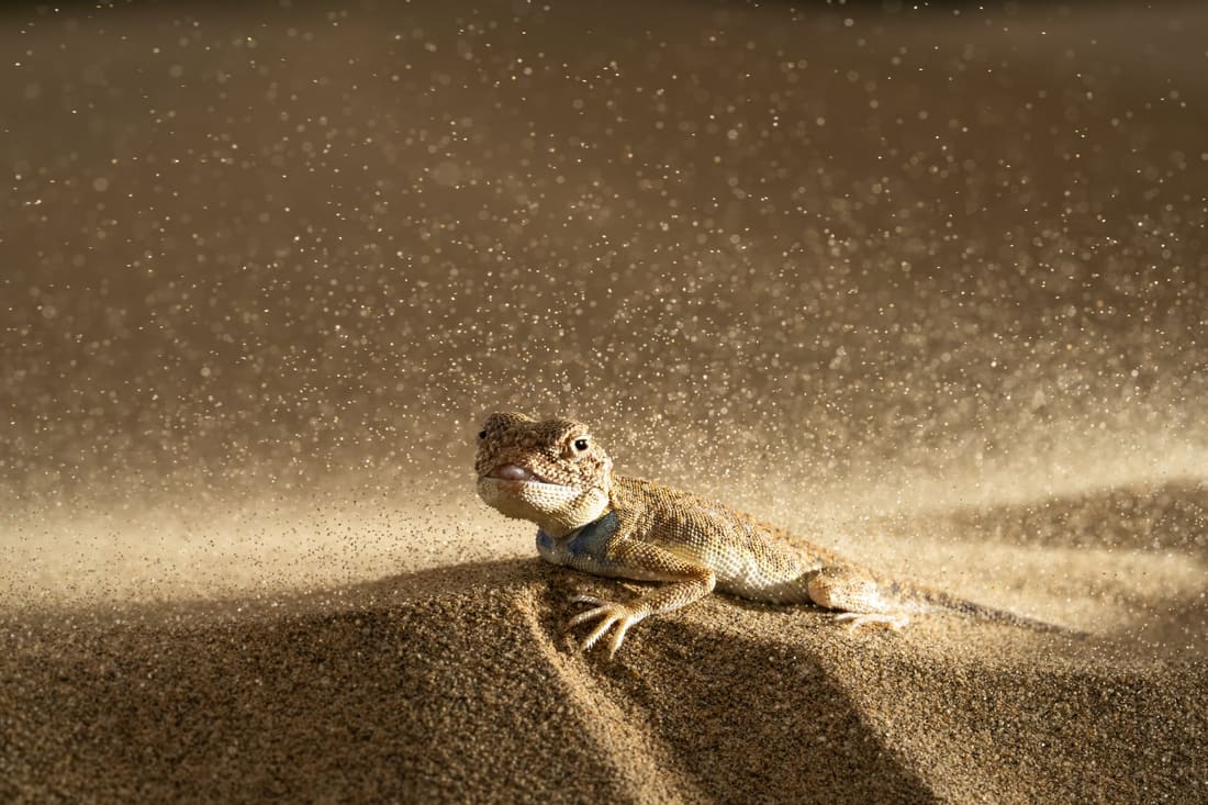 A toad-headed agama braces as wind lifts sand around it, the grains lit like sparks