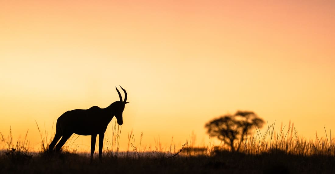 A topi silhouetted on a rise at orange sunrise, a lone acacia behind, Masai Mara