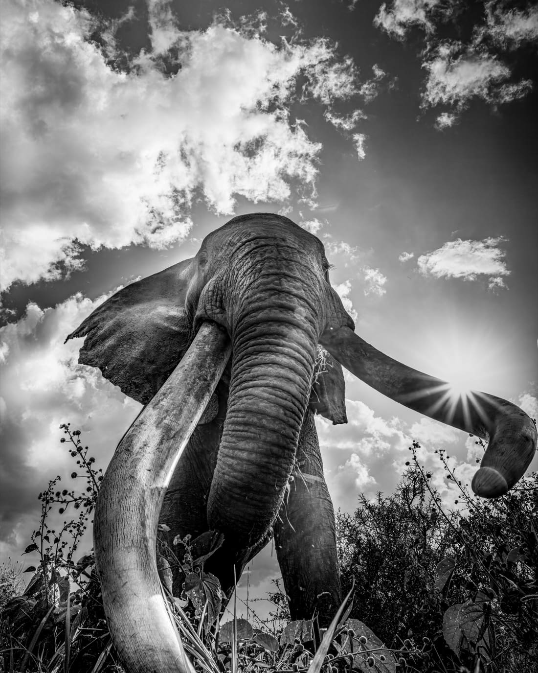 Craig, an Amboseli super-tusker, low-angle in black and white against a sunburst and clouds