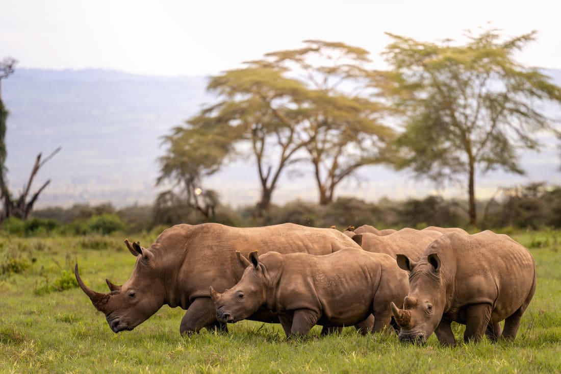 A line of southern white rhinos walking across the open grassland at Lake Nakuru, Kenya