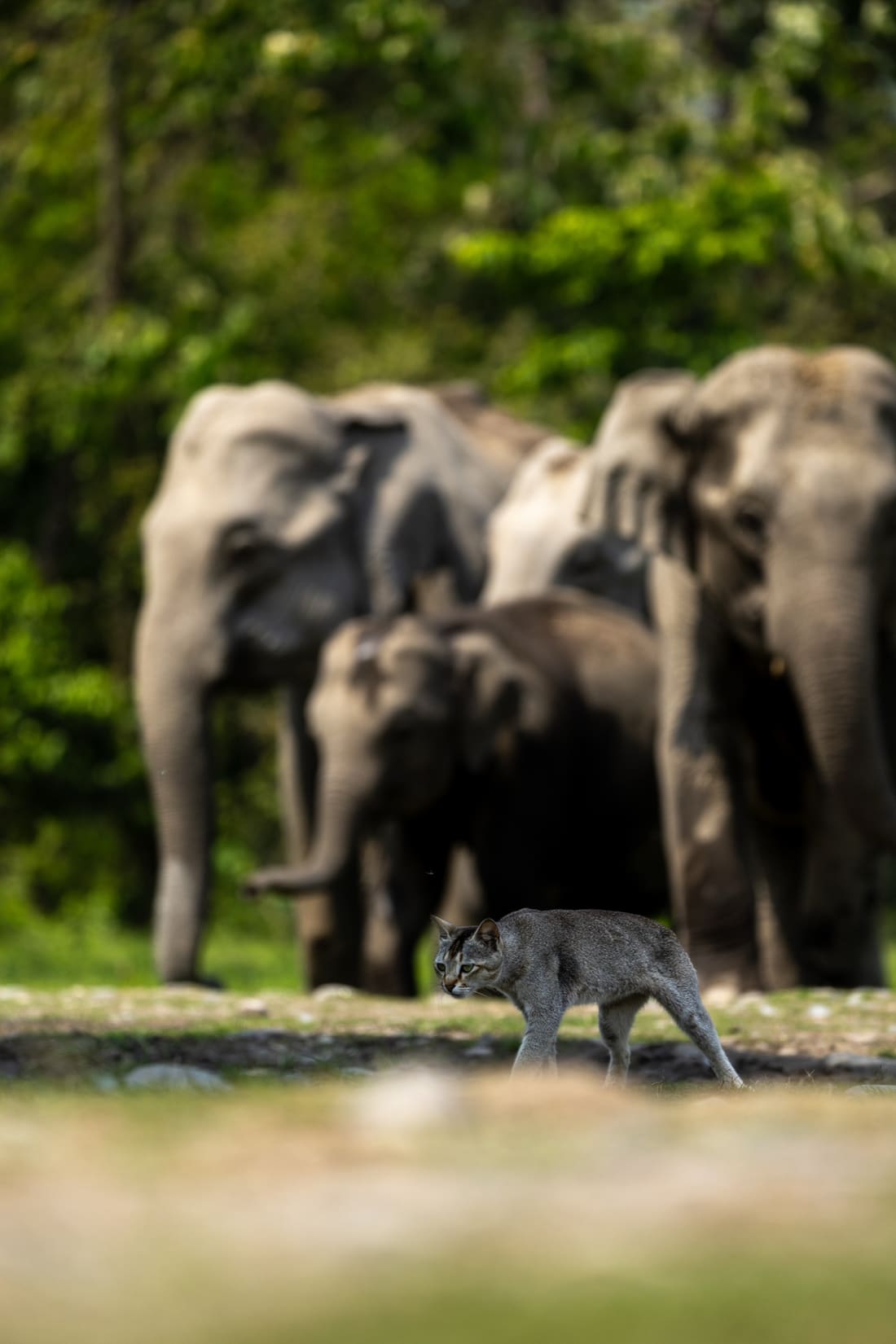 A small grey wild cat walking in the open in front of a blurred elephant herd, Manas