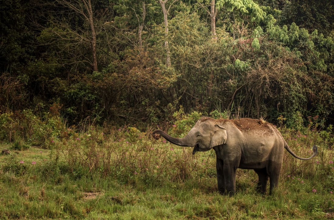 A wild Asian elephant grazing in tall grassland, Kaziranga