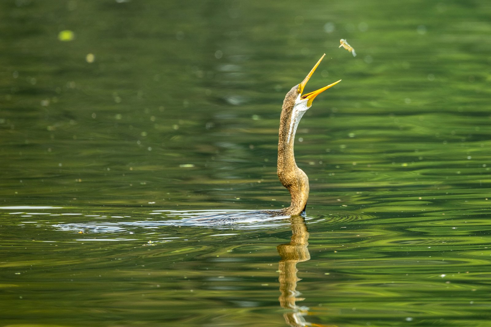 An Oriental Darter tossing fish