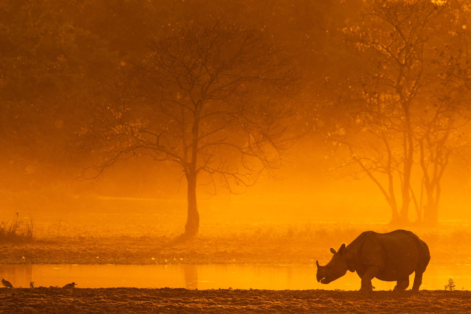 T8A1674 Edit scaled - How to Transform Your Wildlife Photos from Average to Stunning (7 Proven Tips)