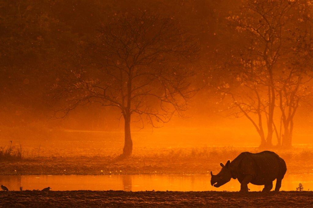 wildlife photography kaziranga rhino sunset