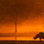 wildlife photography kaziranga rhino sunset
