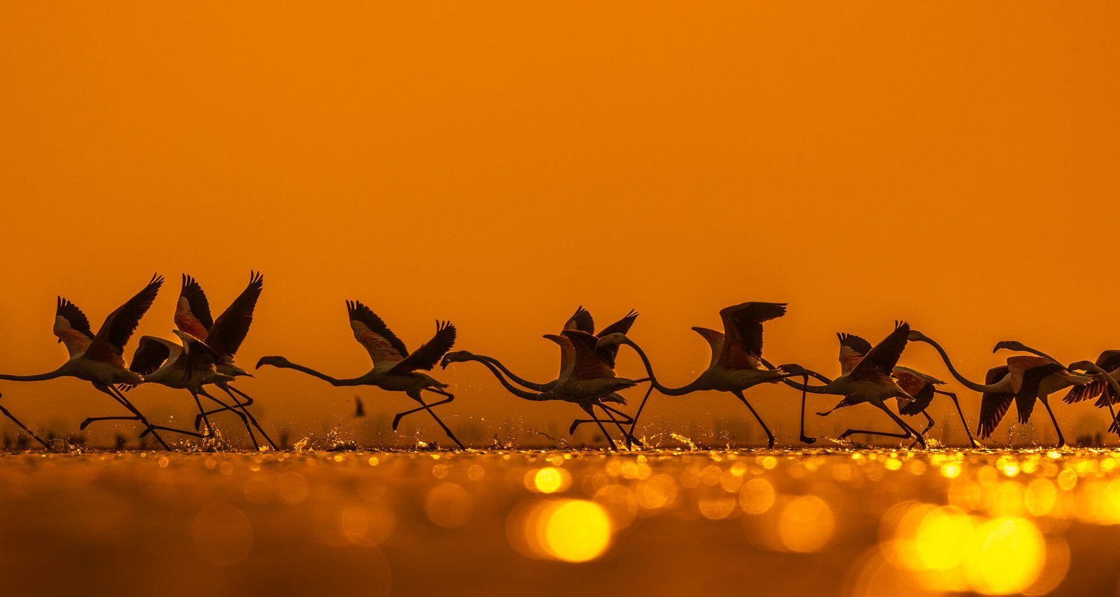 T8A9395 Edit e1759402932232 - Wildlife Photography Coaching and Workshops in India | Abhisek Bagaria