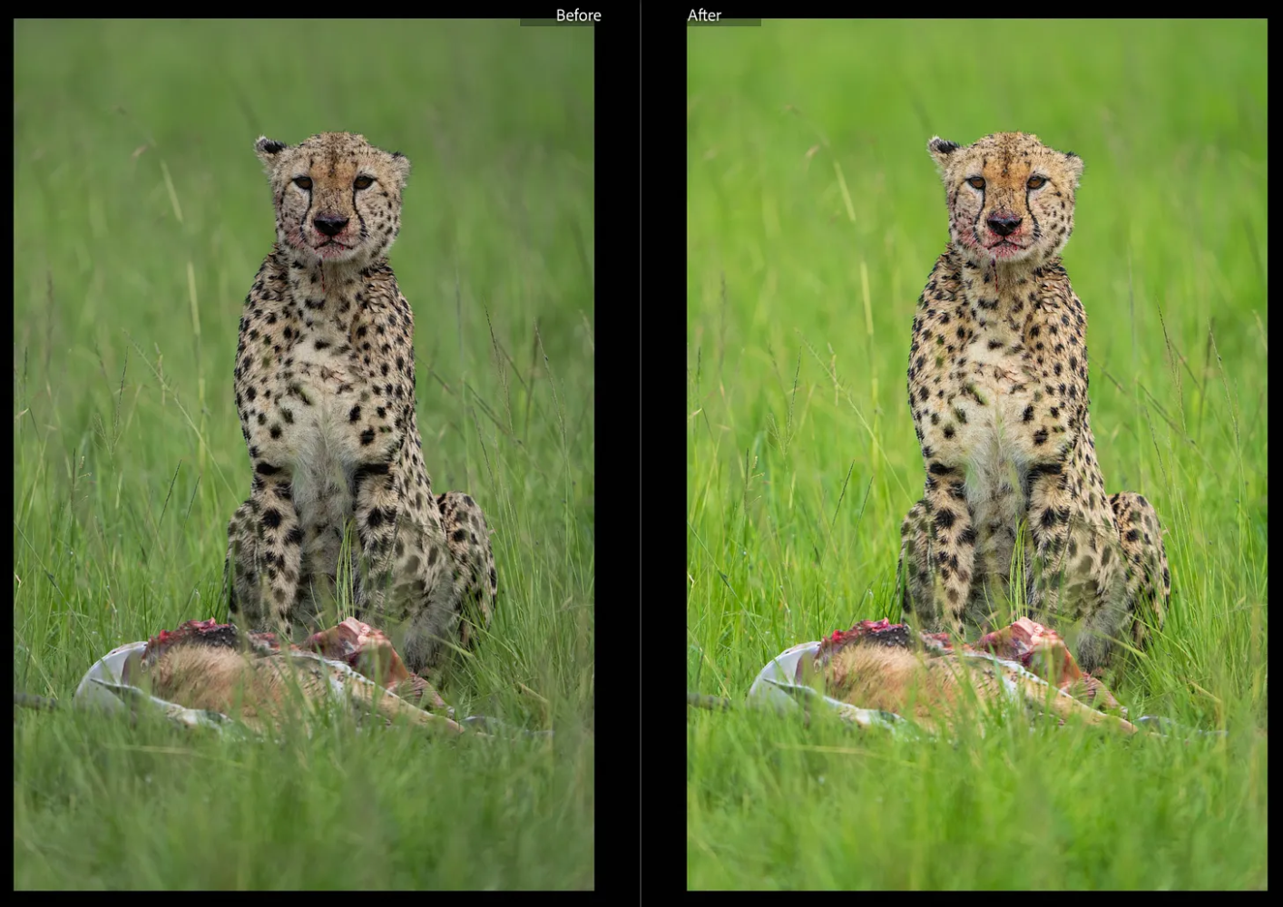 1756114881797 - How to Transform Your Wildlife Photos from Average to Stunning (7 Proven Tips)