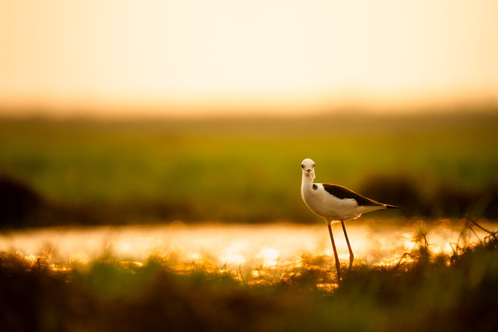 DSC09661 - How to Transform Your Wildlife Photos from Average to Stunning (7 Proven Tips)