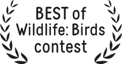 BestOfBird - Wildlife Photography Coaching and Workshops in India | Abhisek Bagaria