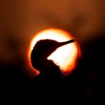 Silhouette against the sun from Bharatpur