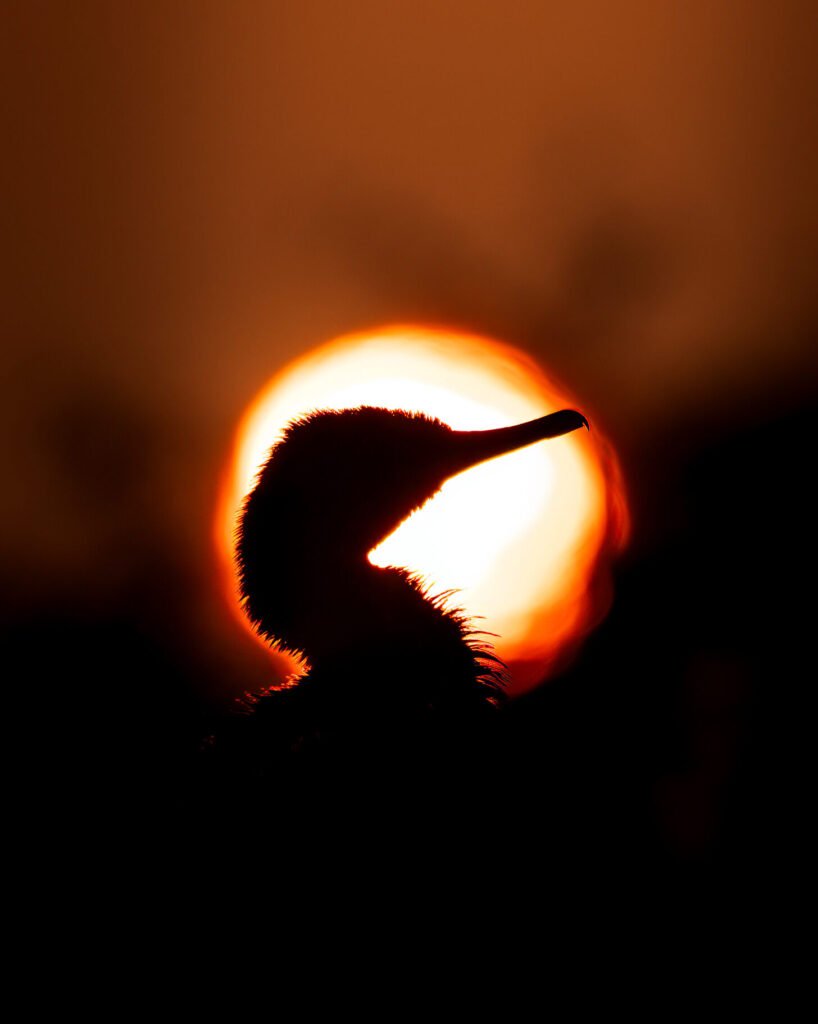 Silhouette against the sun from Bharatpur