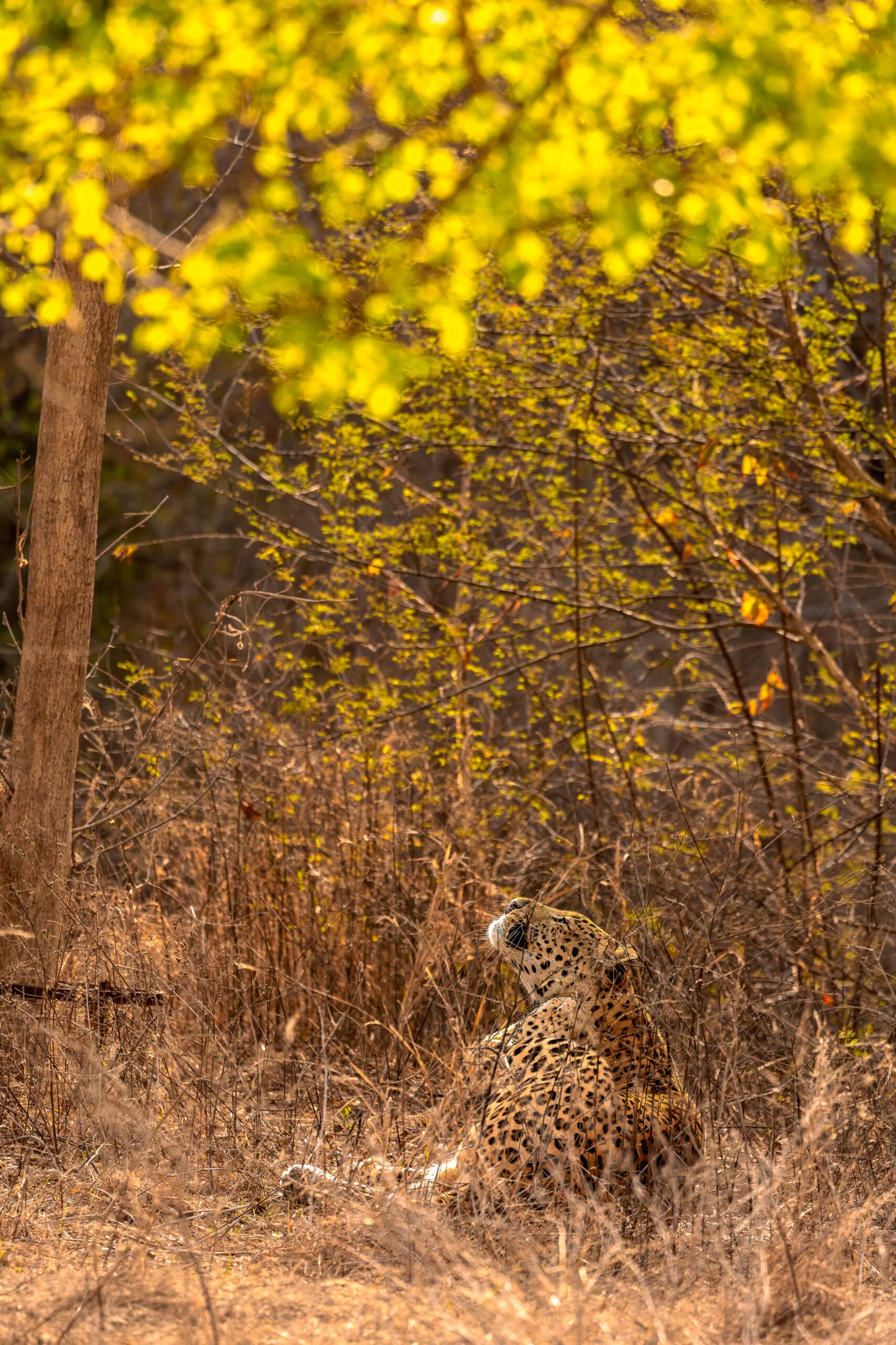 Shine and the Leopard from Jhalana