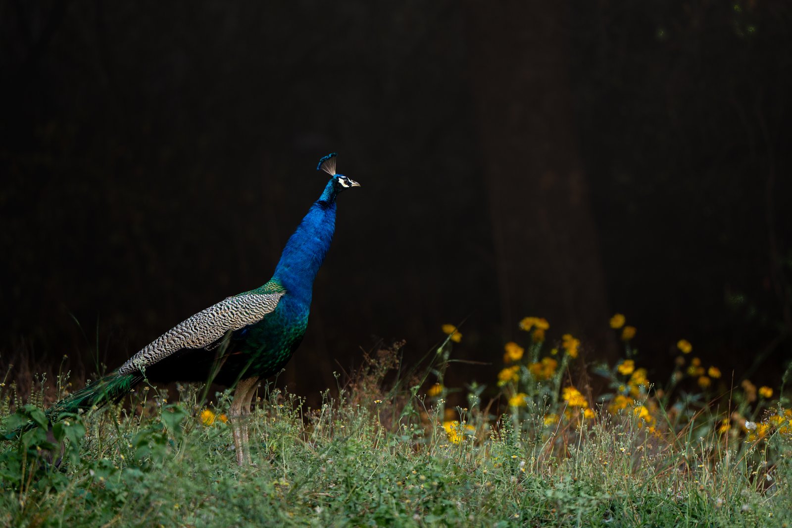Peacock with flowers