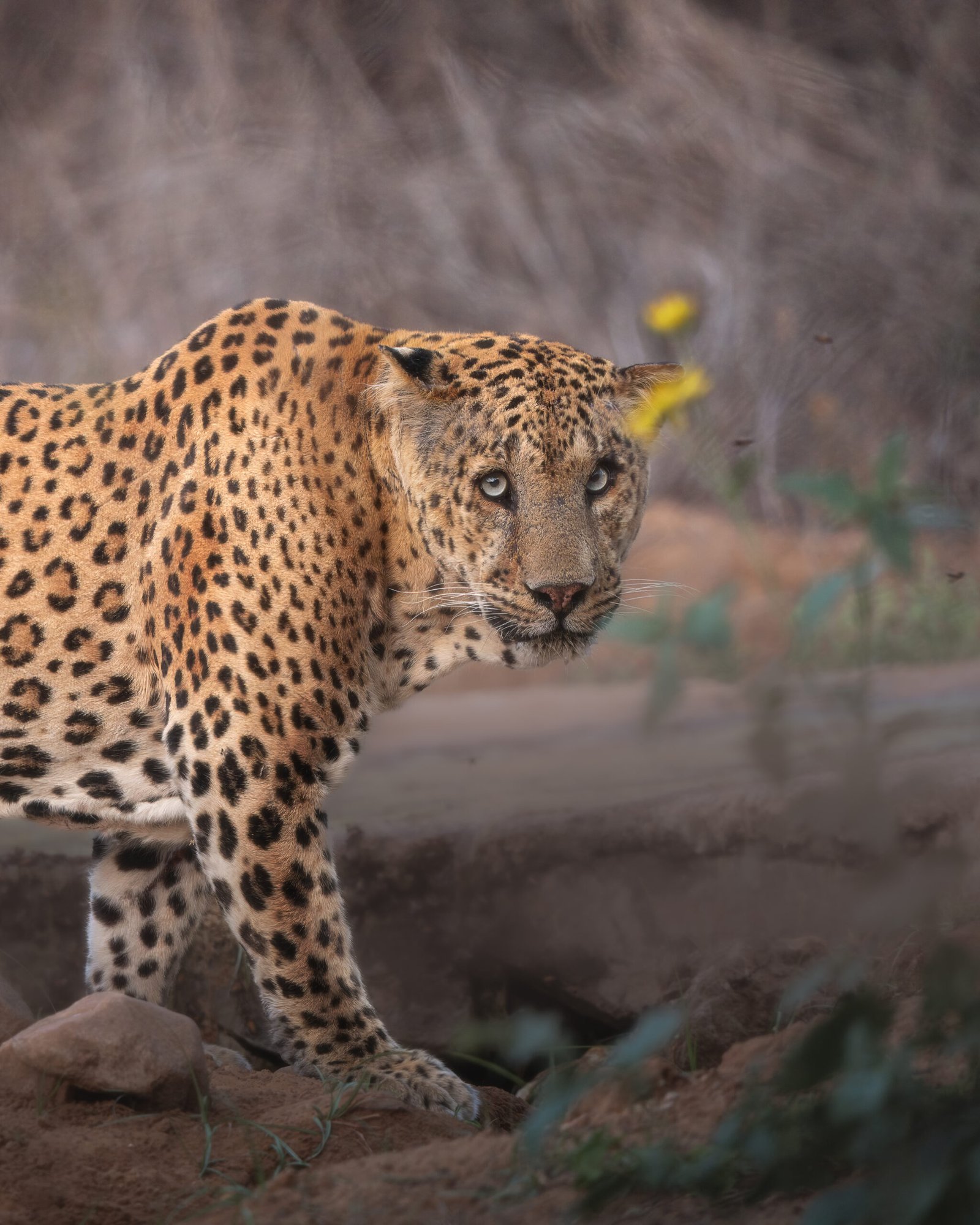 Leopard from Jhalana Amagarh leopard reserve