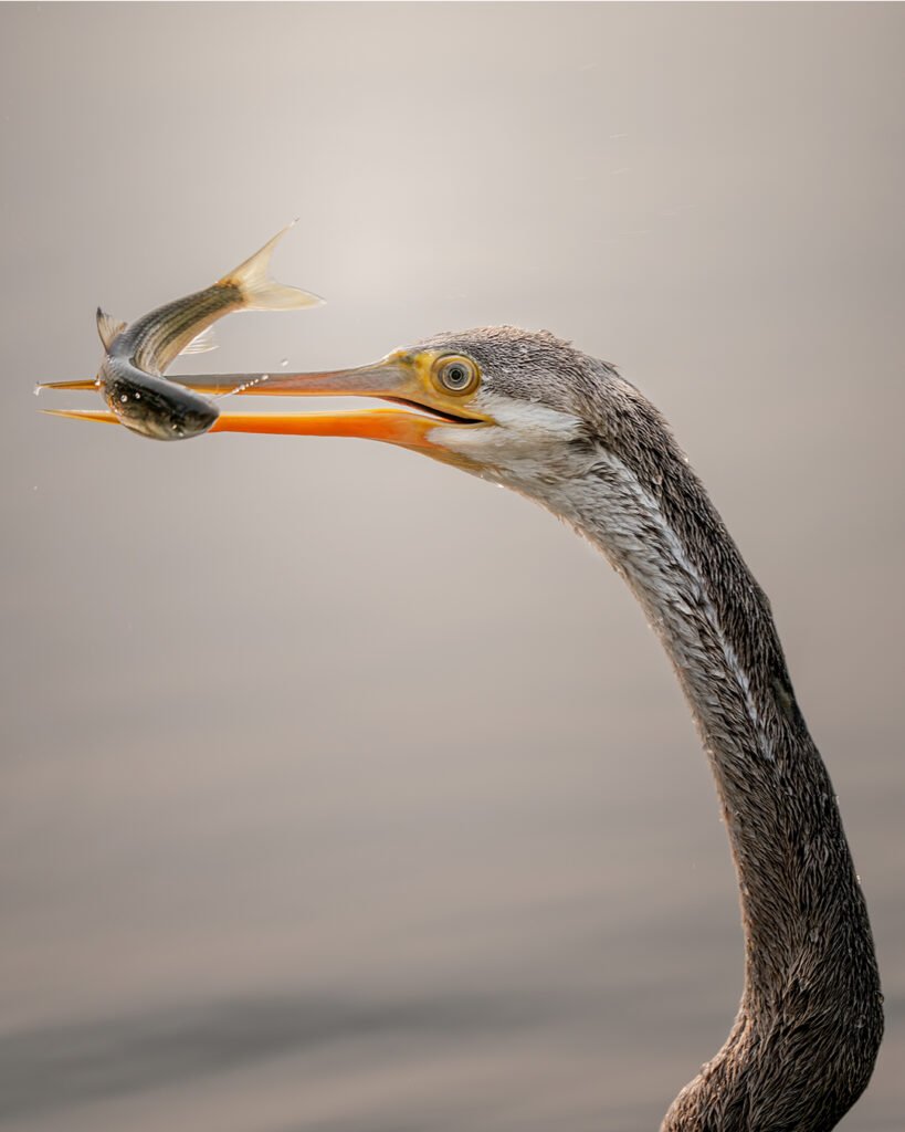 What I call a “CRPISY” image. Tired of wildlife photos are blurry