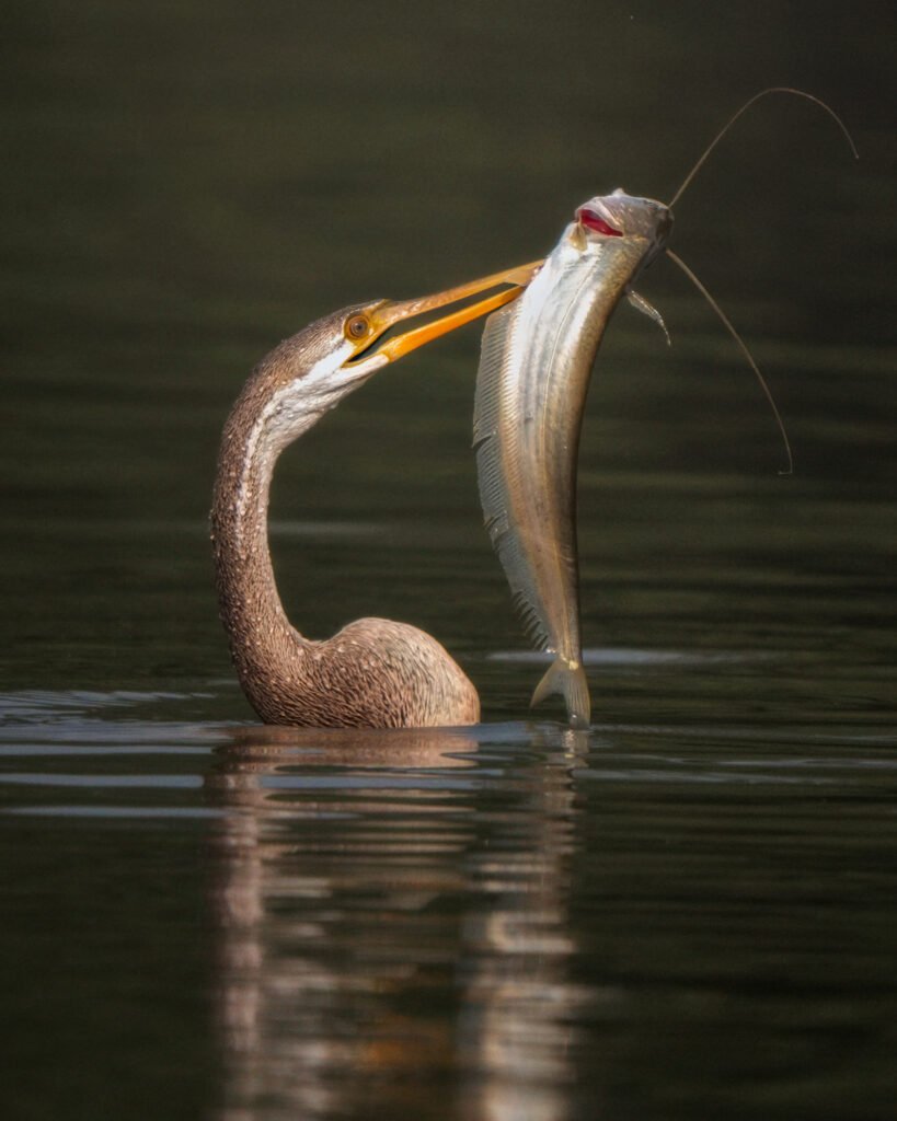 2 3 - Wildlife Photography Workshops in India | Abhisek Bagaria