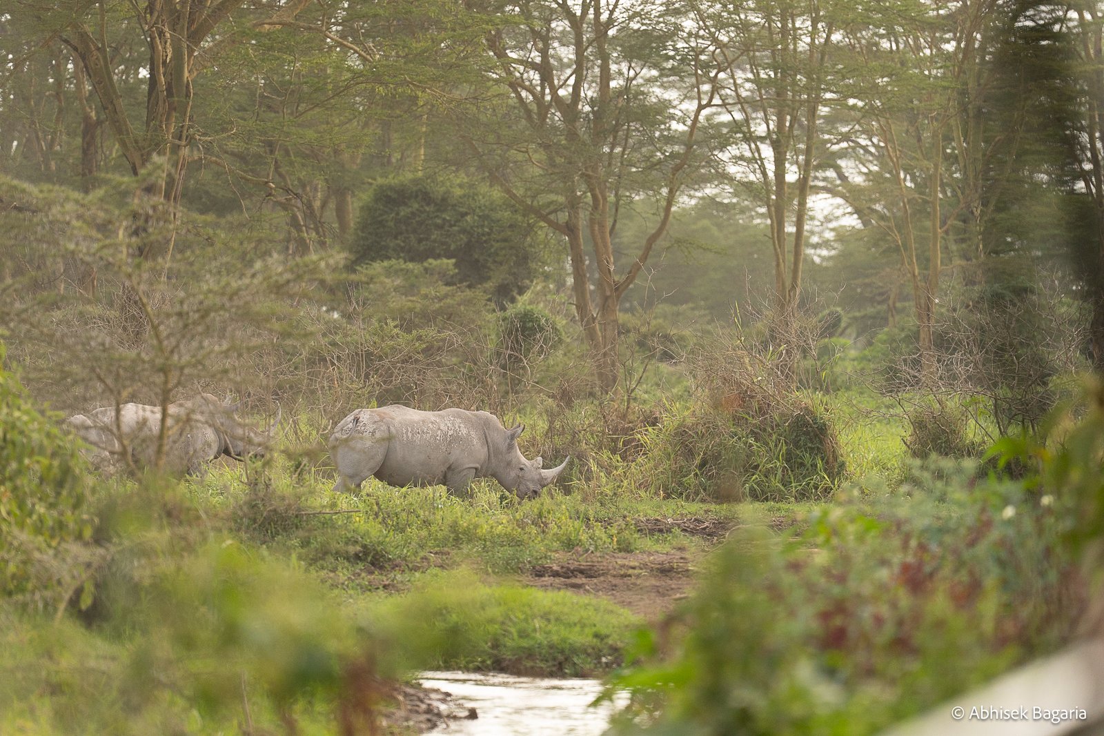Single rhino in misty forest