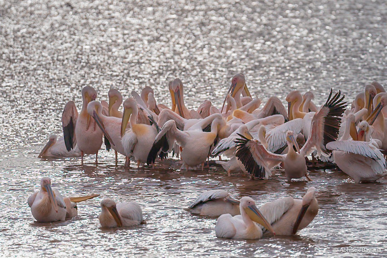 DSC03029 - My Second Chance with White Rhinos at Lake Nakuru