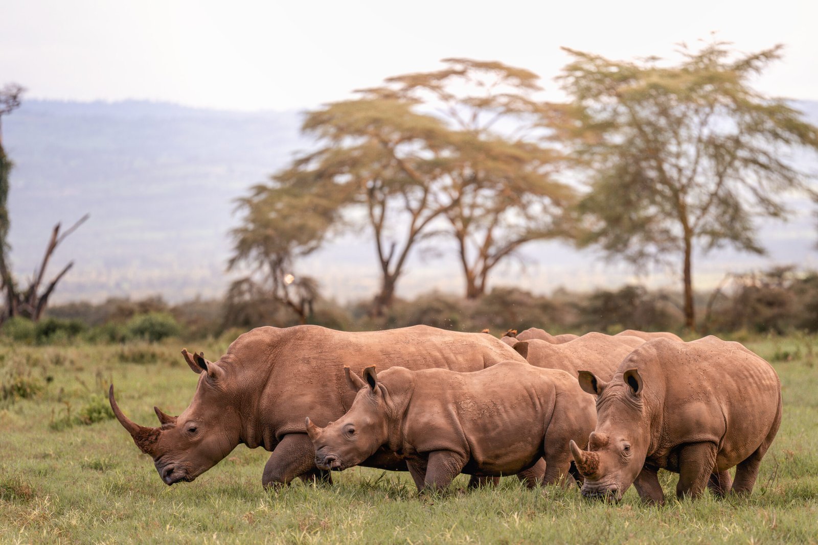 A Crash of white rhinos by Abhisek Bagaria