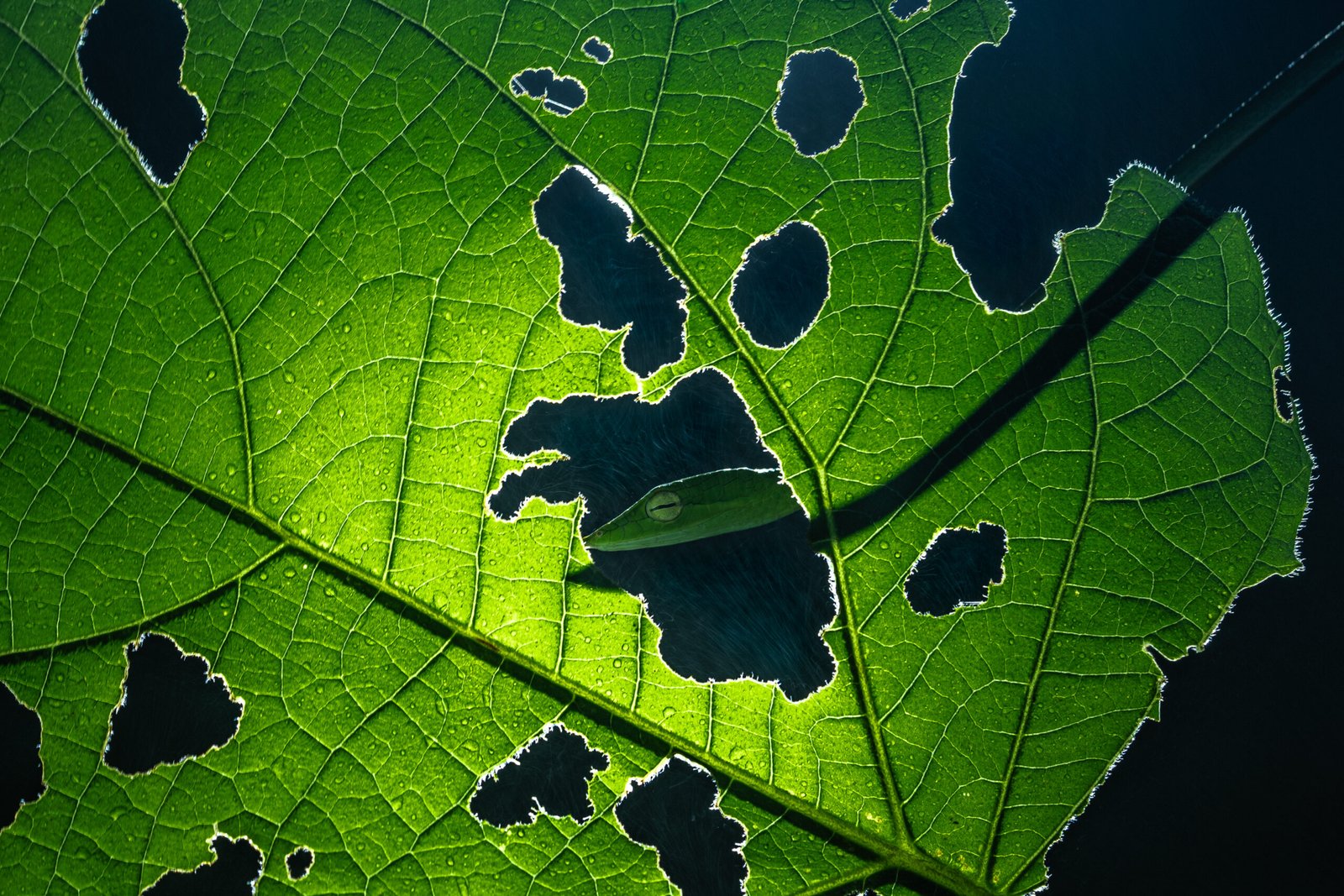 A vine snake visible behind a ruptured leaf in Amboli rainforest, Maharashtra