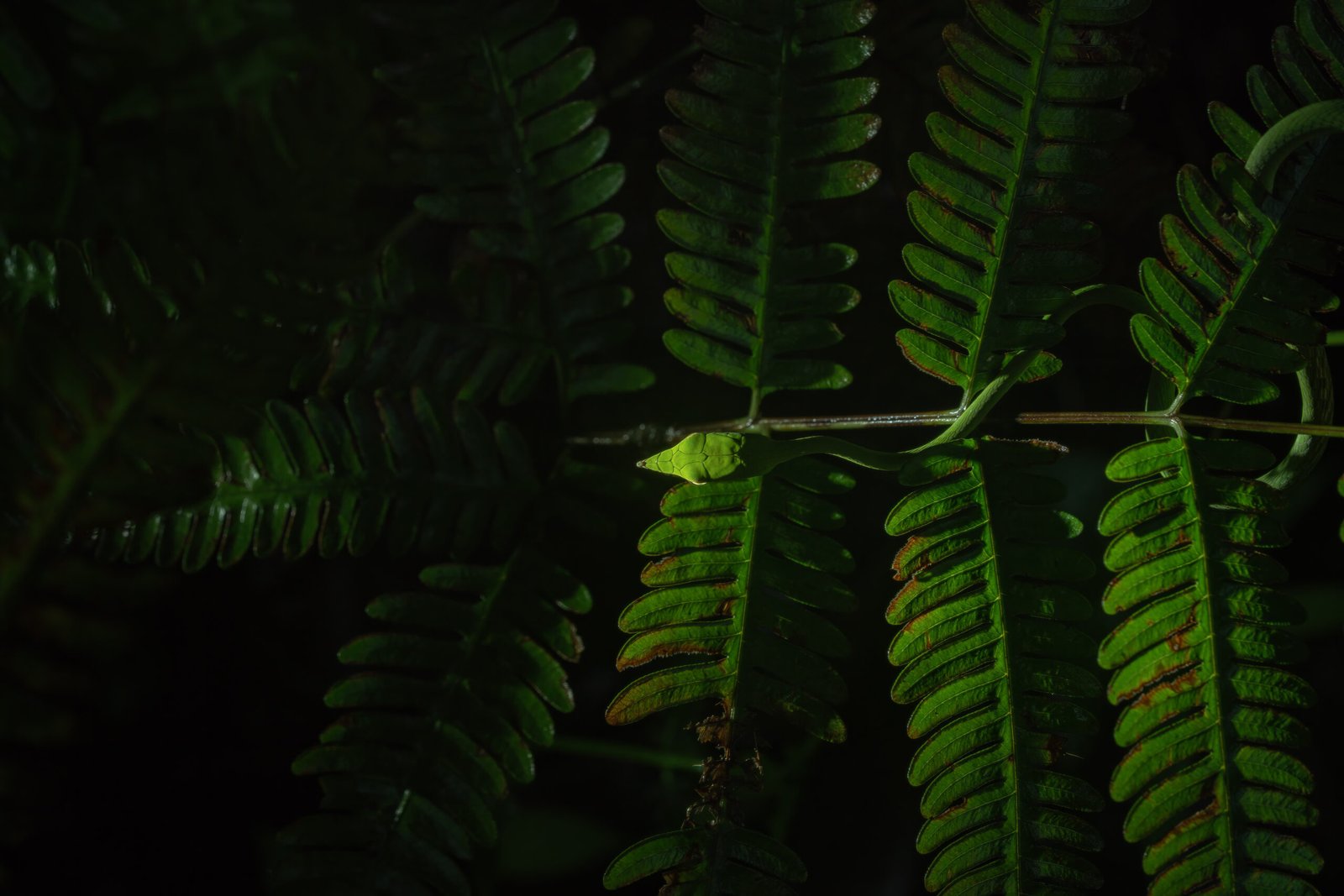 DSC5988 1 scaled - Behind the Leaf: A Quiet Moment with a Vine Snake