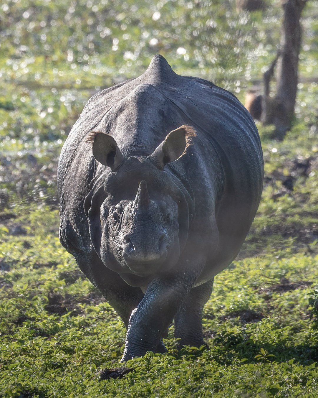 Indian rhinoceros