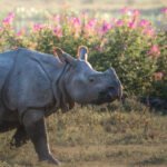Rhino with flowers (spider flower (Cleome sp.)