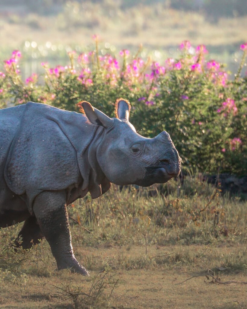 Rhino with flowers (spider flower (Cleome sp.)
