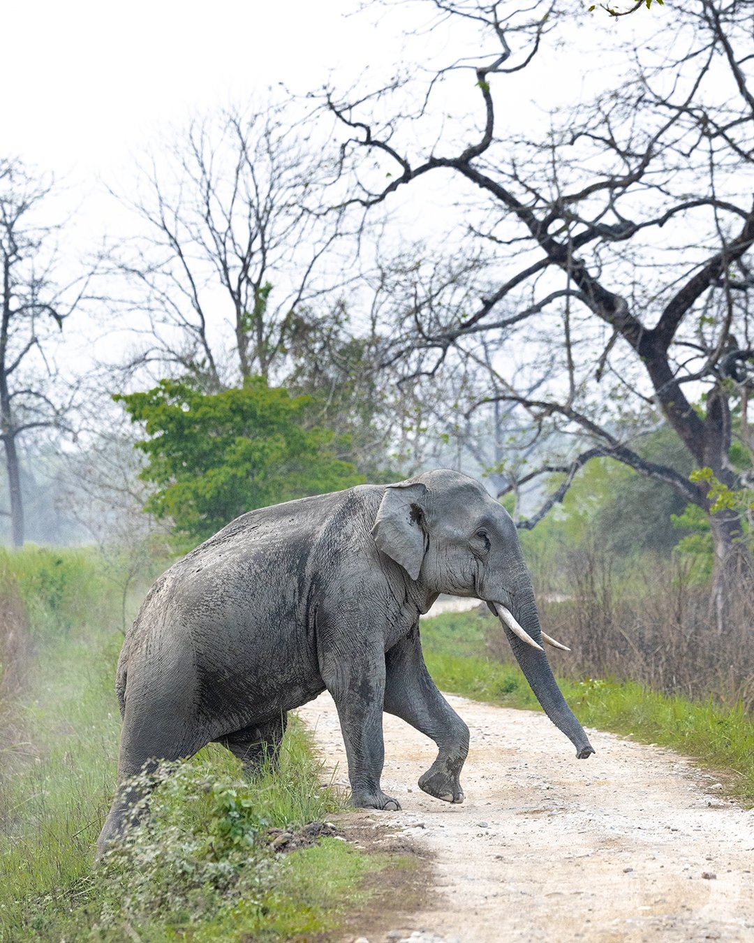 The Indian elephant (Elephas maximus indicus)