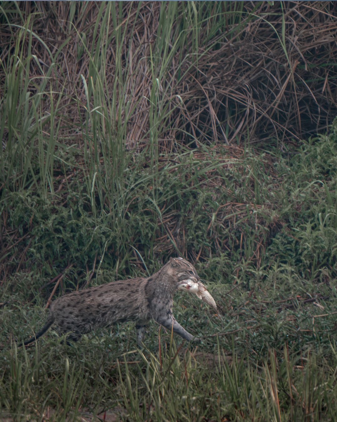 Fishing cat with a fish