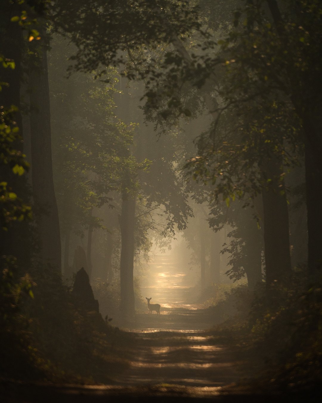 a deer in canopy from Dudhwa National Park