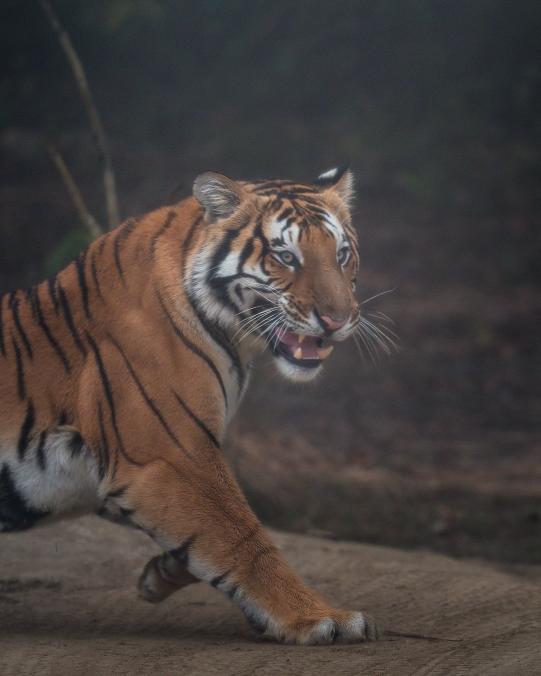 A tiger about to jump from Dudhwa Tiger reserve