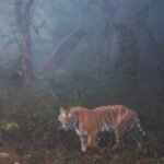 Tiger in fog from Dudhwa National Park