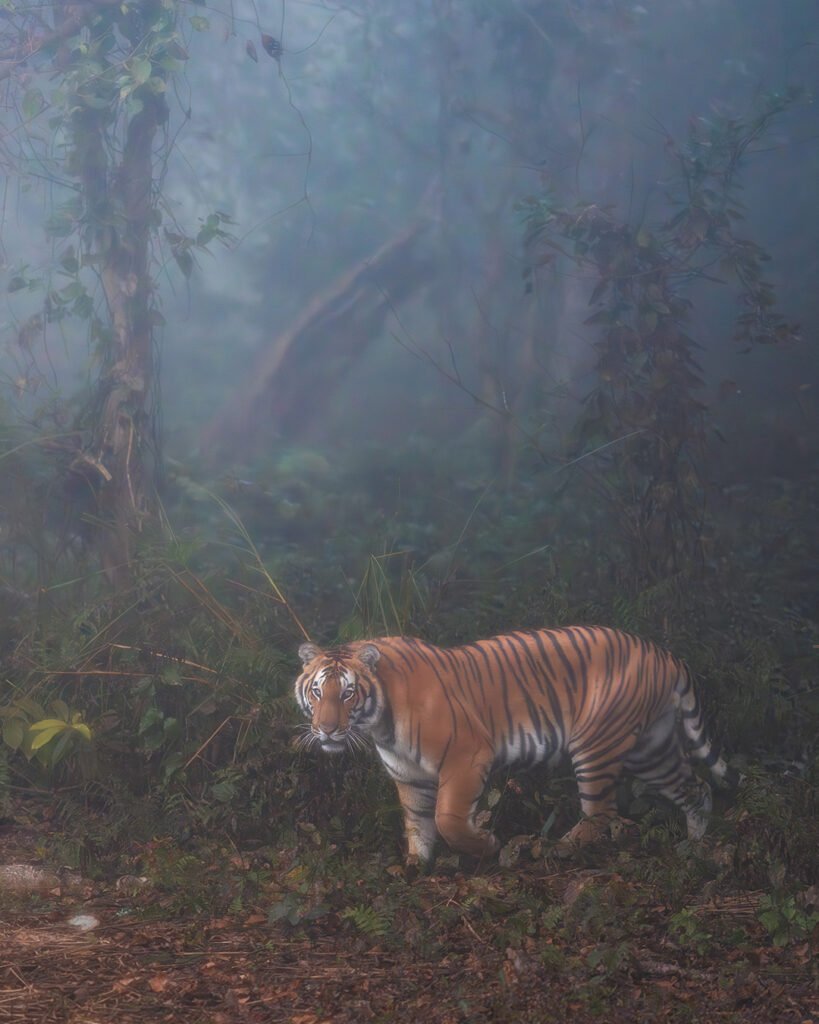 Tiger in fog from Dudhwa National Park
