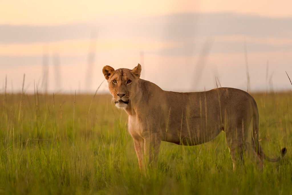 A sharp shot in low light—proving you can avoid blurry wildlife photos even at high ISOs